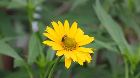 Flower with bee Stock-Footage 24752257