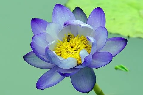 Flower-bee insect 写真素材