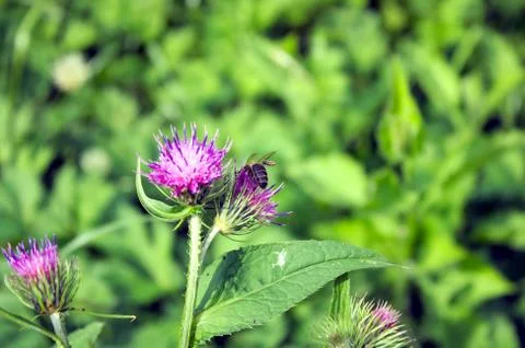 Flower but bee on it Stock Photos