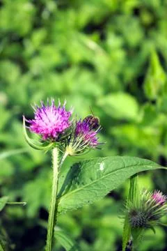 Flower but bee on it Stock Photos