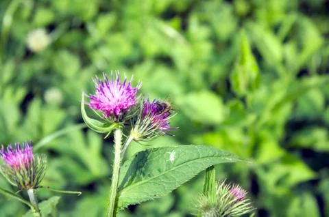 Flower but bee on it Stock Photos
