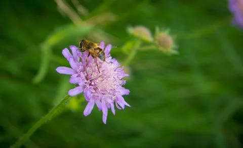 Flower with bee Stock Photos