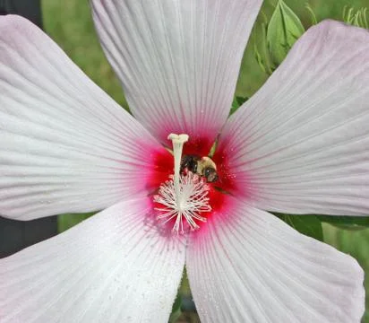 Flower With Bee Stock Photos