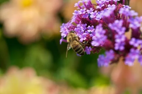 Flower bee Stock Photos