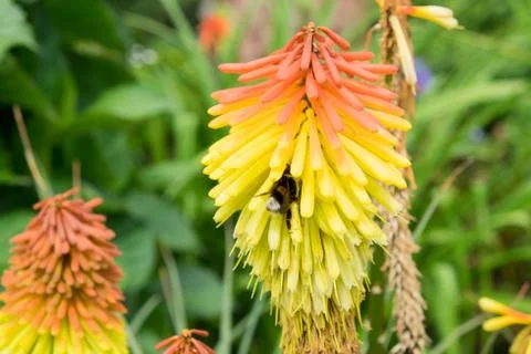 Flower with bee 스톡 사진