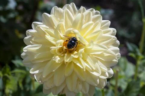 Flower with bee Foto stock