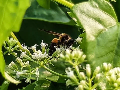 Flower Bee Stock Photos
