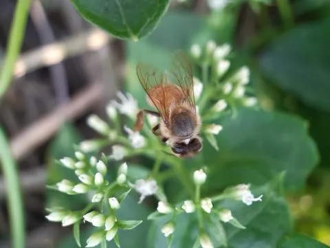 Flower Bee. Stock Photos