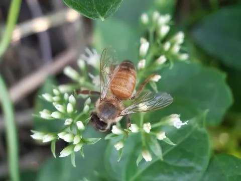 Flower Bee. Stock Photos