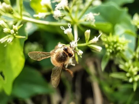 Flower Bee. Stock Photos
