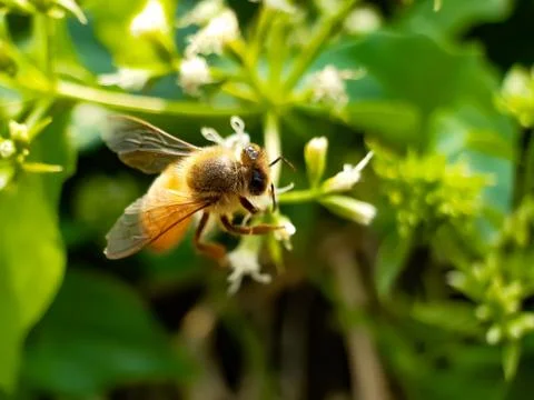 Flower Bee. Stock Photos
