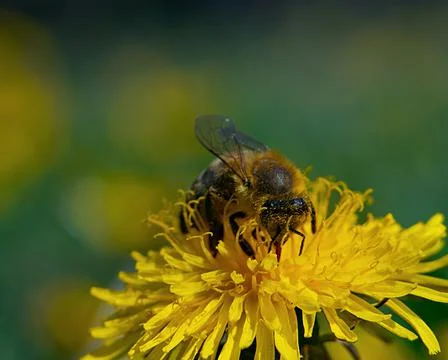 Flower with a bee Stock Photos