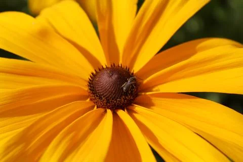 Flower with a Bee Photos