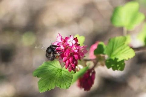 Flower bee in ribes Stock-Fotos