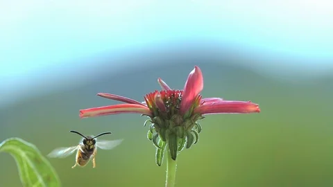Flower Bee Wasp insect flying on red Flower Stock Footage 128970550