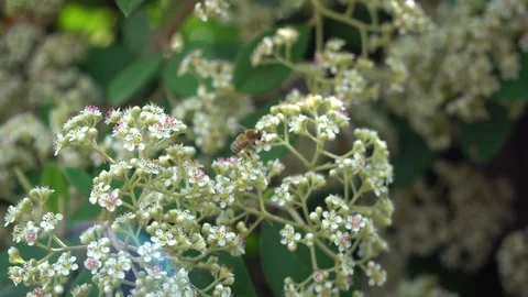 Flower with bee in windy day, idylic motion for meditation and relax Stock Footage 92638686