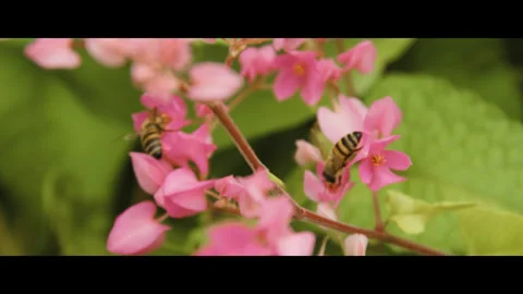 Flower bees Stock Footage 281656160