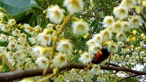 Flower Beetle Stock Footage 313520964