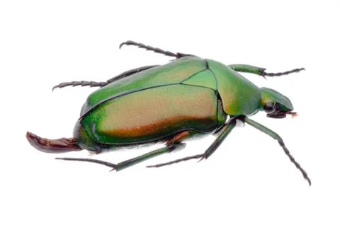 Flower beetle Foto stock