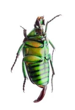 Flower beetle Stock Photos