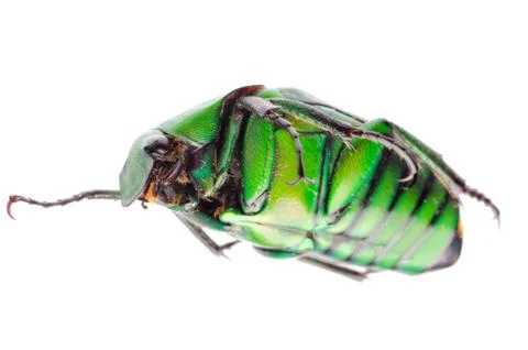 Flower beetle Foto stock