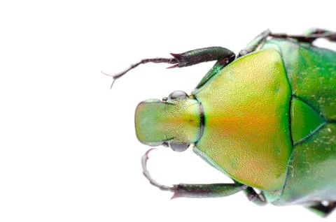 Flower beetle Foto stock