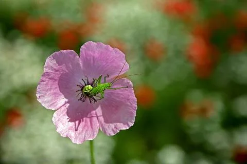 Flower with beetle Stock Photos