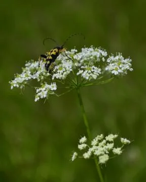 Flower with a beetle 写真素材