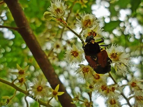 A Flower Beetle Stock Photos