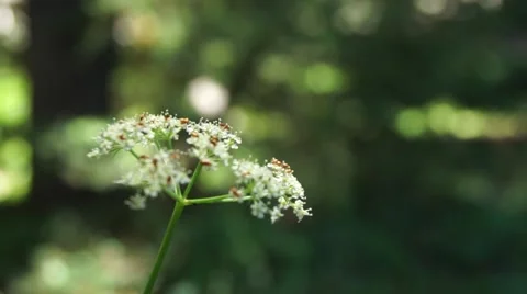 Flower With Beetles Video stock 66484612