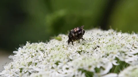 Flower beetles mating Stock Footage 83164190