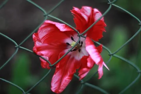 The flower behind the gate Stock Photos