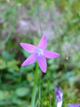 Flower bell. Stock Photos