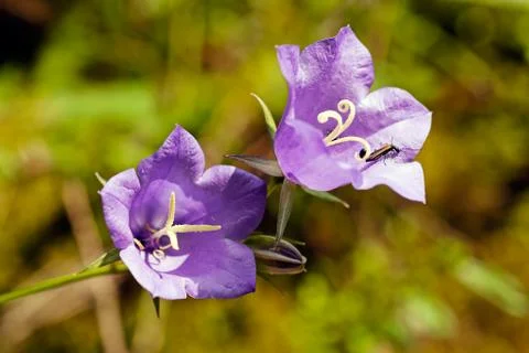 Flower bell Free Stock Photos