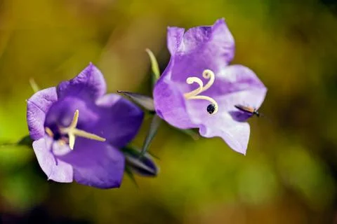 Flower bell Free Stock Photos