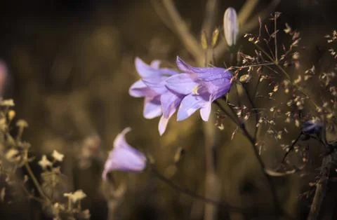 Flower bells Stock Photos