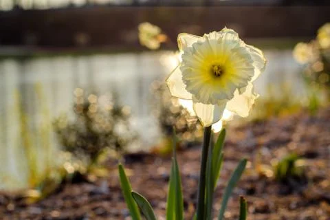 Flower Beside Lake Stock Photos
