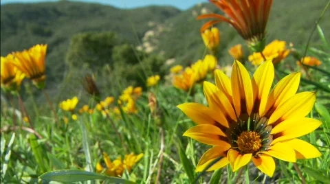 Flower bg Stock-Footage 504308