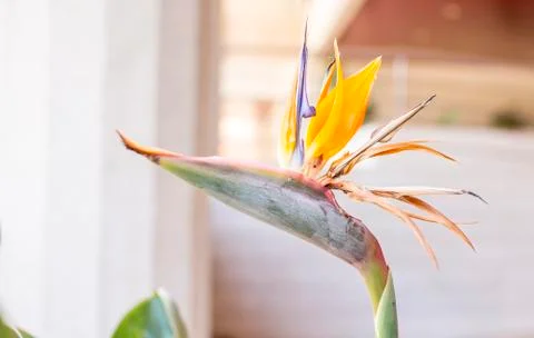 Flower with a bird head 스톡 사진
