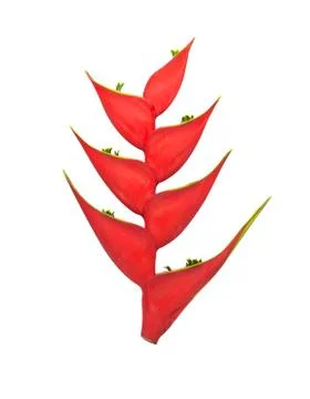 Flower bird Stock Photos