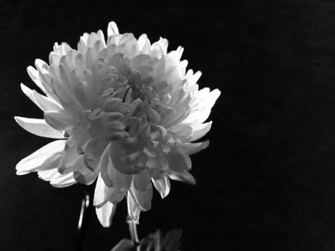 A flower ,black and white Stock Photos