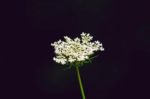 Flower with a black background Stock-Fotos