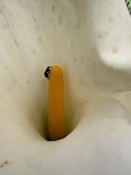 Flower with Black Insect Stock Photos