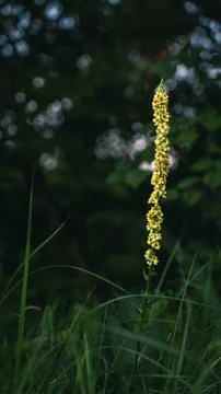 The flower is a black mullein growing in thick grass. Verbascum nigrum Stock Photos