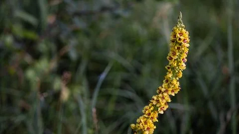 The flower is a black mullein growing in thick grass. Verbascum nigrum Stock Photos
