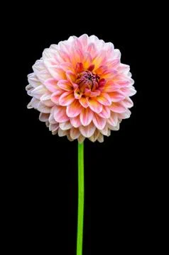 Flower on black Foto stock