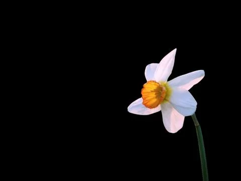 Flower on black Stock Photos