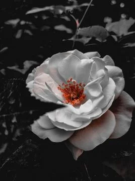 Flower on a black Stock Photos