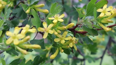 Flower of "Blackcurrant (Ribes nigrum)" in spring Stock Footage 238429475
