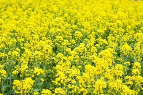 Flower of bloccolini Stock Photos